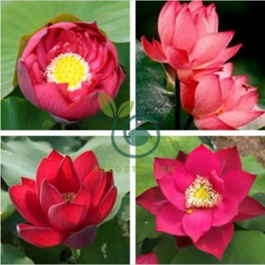 Heirloom Middle Red Nelumbo Nucifera Lotus Flower 2 Seeds