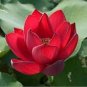 Heirloom Middle Red Nelumbo Nucifera Lotus Flower 2 Seeds