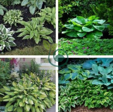 Hosta  Perennial - Mixed 8 Types 400 Seeds