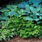 Hosta  Perennial - Mixed 8 Types 400 Seeds