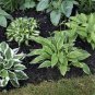 Hosta  Perennial - Mixed 8 Types 400 Seeds