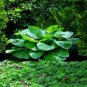 Hosta Perennial - Mixed 8 Types 400 Seeds
