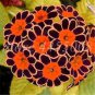 Europe Colorful Primula Acaulis Bonsai Potted 200 Seeds