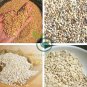 Barley 100 Seeds