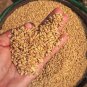 Barley 100 Seeds