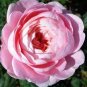 Light Fragrant 'Garnet' Rose Bonsai Flowers 100 Seeds