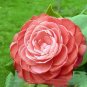 Light Fragrant 'Garnet' Rose Bonsai Flowers 100 Seeds