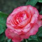 Light Fragrant 'Garnet' Rose Bonsai Flowers 100 Seeds