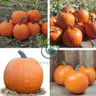 Magic Pumpkin 100 Seeds