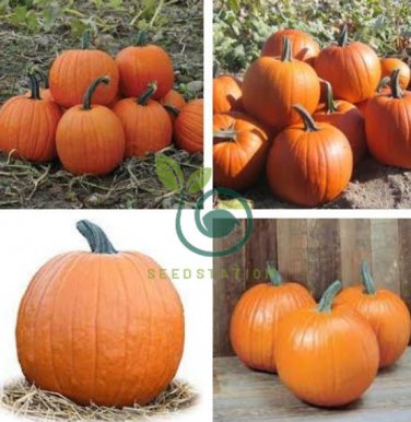 Magic Pumpkin 100 Seeds