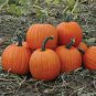 Magic Pumpkin 100 Seeds