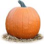 Magic Pumpkin 100 Seeds
