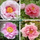 Heirloom 'Pink Butterfly' Fragrant Tree Peony Flower 10 Seeds