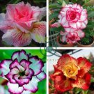 Desert Rose Adenium 4 Seeds