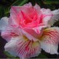 Desert Rose Adenium 4 Seeds