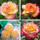Rare Hybrid Light Pink Yellow Rose Seedling Flower 100 Seeds