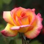 Rare Hybrid Light Pink Yellow Rose Seedling Flower 100 Seeds