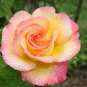 Rare Hybrid Light Pink Yellow Rose Seedling Flower 100 Seeds