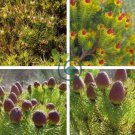Leucadendron TERETIFOLIUM Garden Ornamental Plants 10 Seeds
