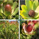 Leucadendron STROBILINUM Garden Ornamental Plants 10 Seeds