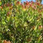 Leucadendron STROBILINUM Garden Ornamental Plants 10 Seeds