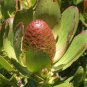 Leucadendron STROBILINUM Garden Ornamental Plants 10 Seeds