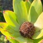 Leucadendron STROBILINUM Garden Ornamental Plants 10 Seeds