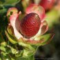 Leucadendron STROBILINUM Garden Ornamental Plants 10 Seeds
