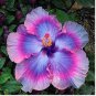 Hibiscus PlantsSky Blue Purple Big Flowers with Light Pink 400  Seeds