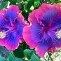 Hibiscus PlantsSky Blue Purple Big Flowers with Light Pink 400  Seeds
