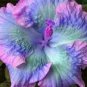 Hibiscus PlantsSky Blue Purple Big Flowers with Light Pink 400 Seeds