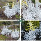 Senecio niveoaureus  Garden Ornamental Plants 10 Seeds