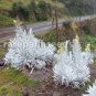 Senecio niveoaureus Garden Ornamental Plants 10 Seeds