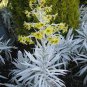 Senecio niveoaureus Garden Ornamental Plants 10 Seeds