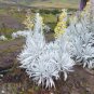 Senecio niveoaureus Garden Ornamental Plants 10 Seeds