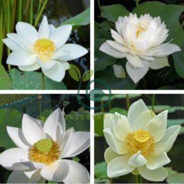 Rare White Nelumbo Nucifera Beautiful Lotus 2 Seeds