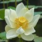 Rare White Nelumbo Nucifera Beautiful Lotus 2 Seeds