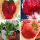 Pink Strawberry Hybrid  Giant Juicy Potted Fruit 600 Seeds