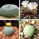 Ball Conophytum vanzylii Lithop  - Greyish White Succulent 200 Seeds