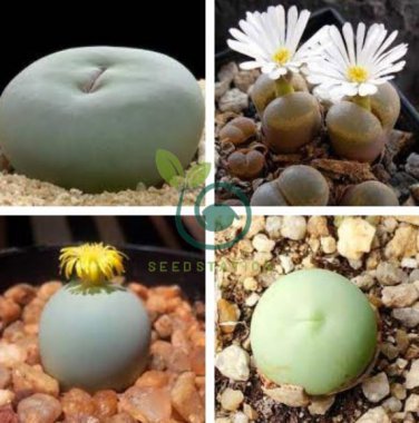 Ball Conophytum vanzylii Lithop  - Greyish White Succulent 200 Seeds