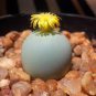 Ball Conophytum vanzylii Lithop  - Greyish White Succulent 200 Seeds