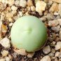 Ball Conophytum vanzylii Lithop  - Greyish White Succulent 200 Seeds