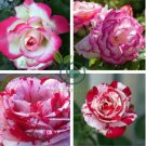 Iris tectorum  - Red Rose Red White Colorful Flowers 40 Seeds