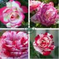 Iris tectorum  - Red Rose Red White Colorful Flowers 40 Seeds