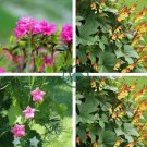 Garden Fern Rare Creeper Vines Grass Dark Green Pink Leaves 200  Seeds
