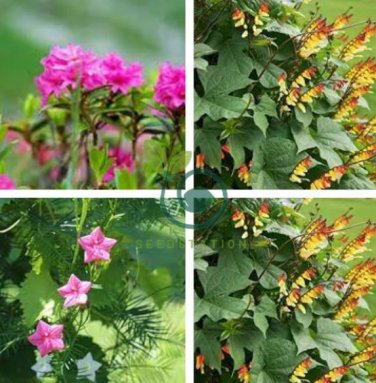 Garden Fern Rare Creeper Vines Grass Dark Green Pink Leaves 200  Seeds