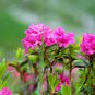 Garden Fern Rare Creeper Vines Grass Dark Green Pink Leaves 200  Seeds