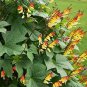 Garden Fern Rare Creeper Vines Grass Dark Green Pink Leaves 200  Seeds