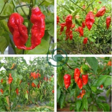 Rare Indian Ghost Chili Pepper 100 Seeds