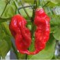 Rare Indian Ghost Chili Pepper 100 Seeds